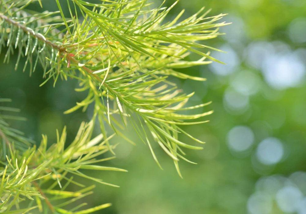 Tea Tree: an antimicrobial powerhouse