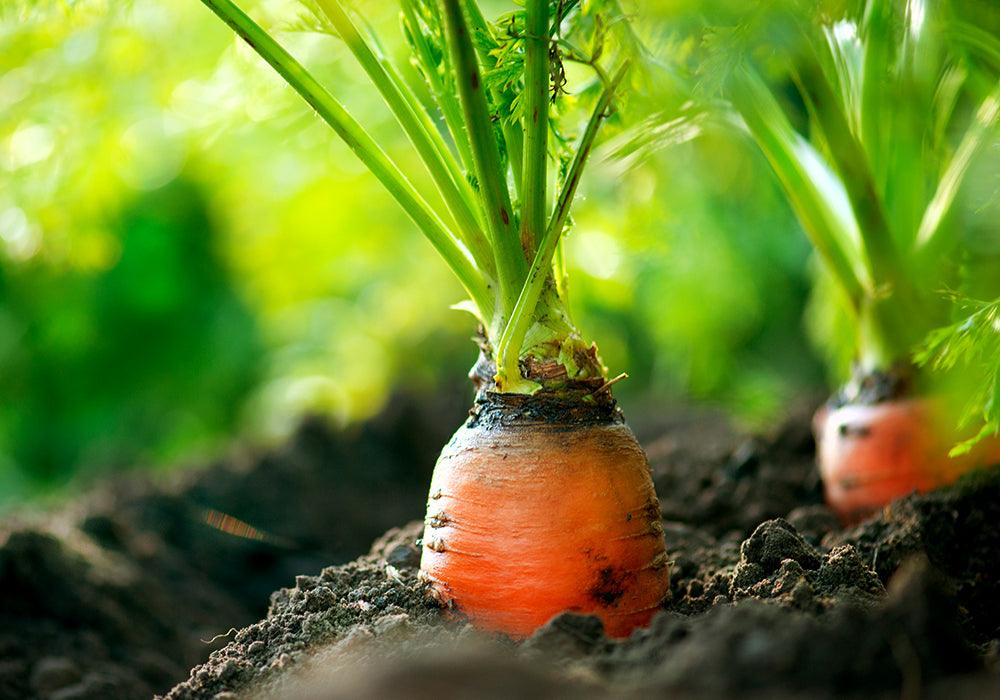 5 Reasons to Add Carrot to Your Skincare Routine